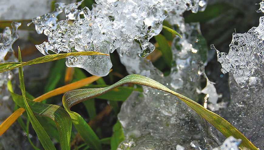 В Україні, через підтоплення полів та морози, під загрозою опинився озимий ячмінь