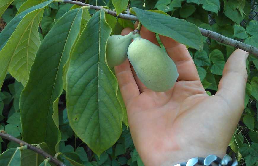 Українські садівники «знайомляться» з екзотичною азиміною