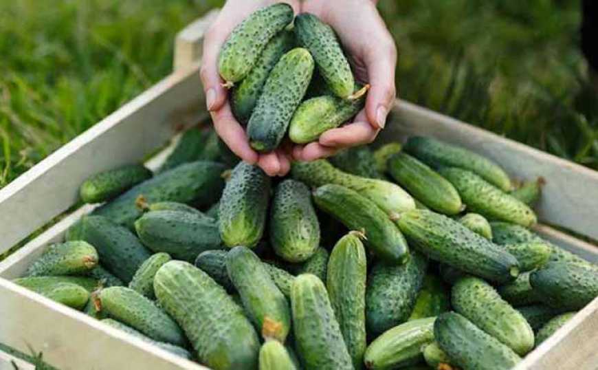 Ціни на огірки в Україні продовжують зростати
