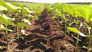 Вплив обробітку ґрунту на забур’яненість посівів соняшнику