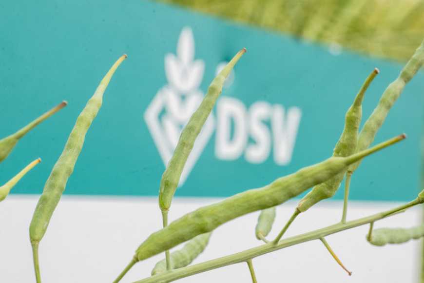 В сезоні 2024 року ДСВ в Україні представляє чотири нових гібриди озимого ріпаку
