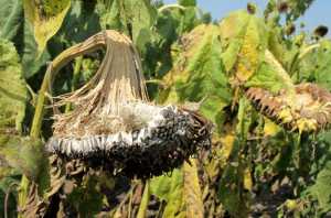 Досвід аграріїв: біла гниль &mdash; системний ризик для агровиробництва