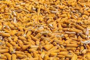 Вирощування кукурудзи на зерно в короткоротаційній сівозміні на дерново-підзолистому ґрунті