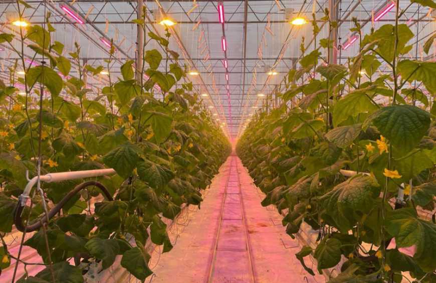 Уманський тепличний комбінат планує модернізувати освітлення теплиць
