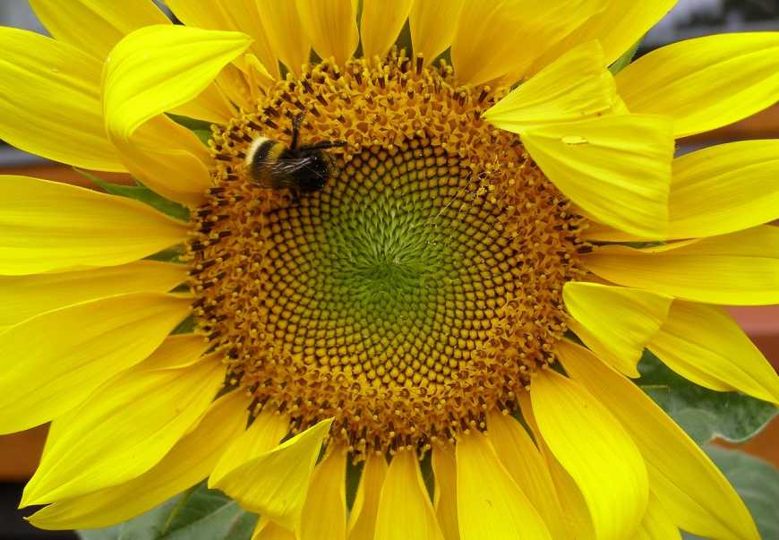 Політ джмеля бізнес-класу