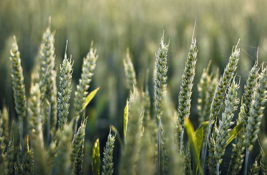 Аналітики USDA збільшили прогноз врожаю пшениці в Україні