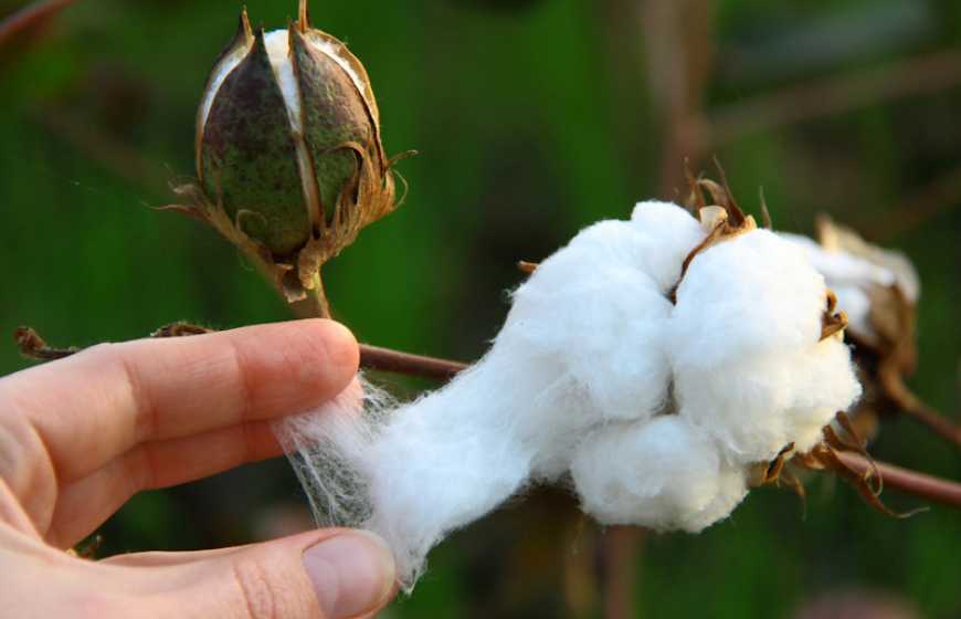 Зміна клімату: південь України стає сприятливим регіоном для бавовнику