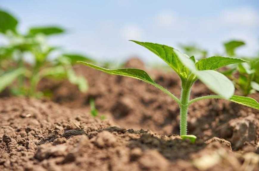 Бор на соняшнику: обов&rsquo;язковий елемент