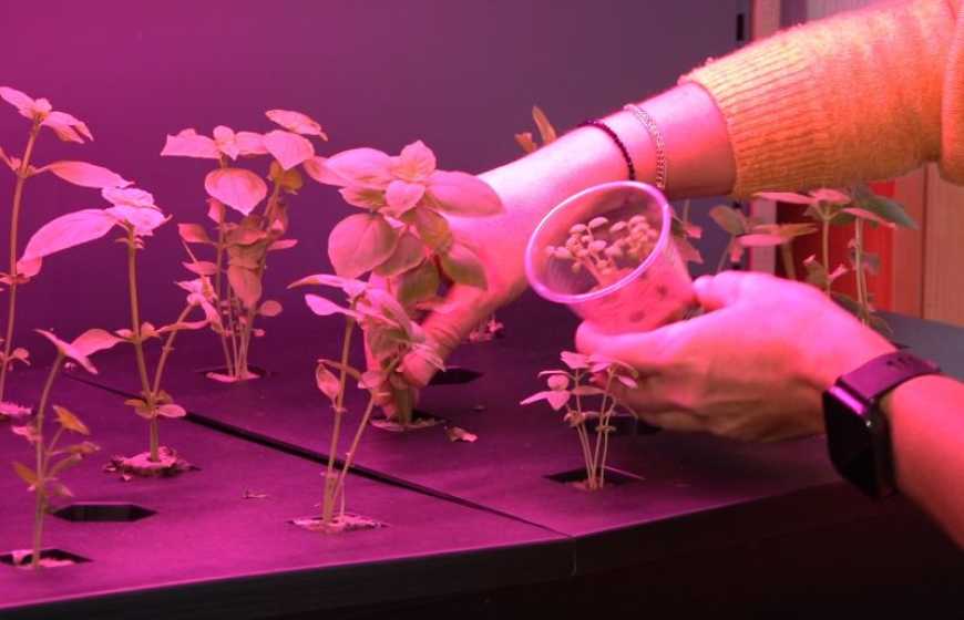 Школярі на уроках біології у Черкасах вчаться вирощувати їстівні трави