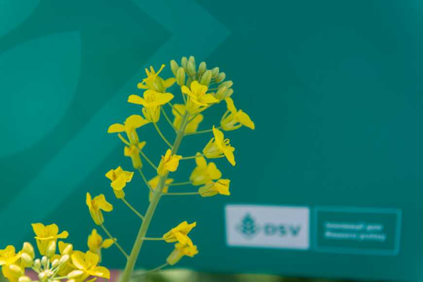 Компанія ДСВ в Україні продовжує працювати в штатному режимі