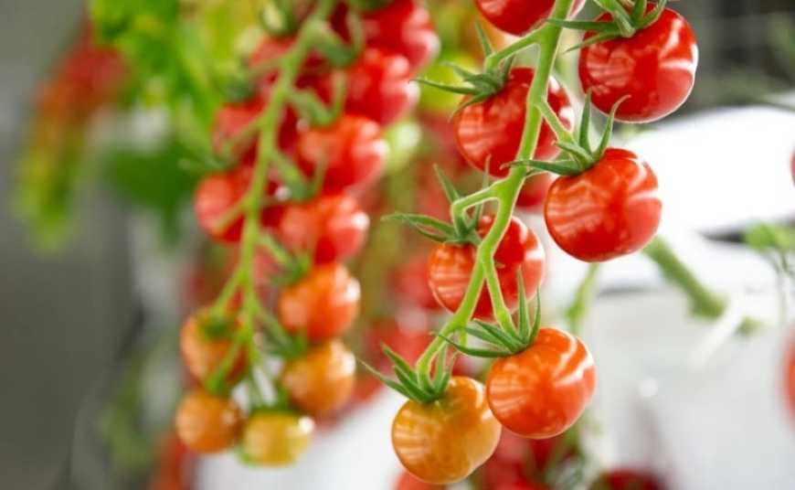 На Львівщині вирощуватимуть овочі на вертикальній фермі