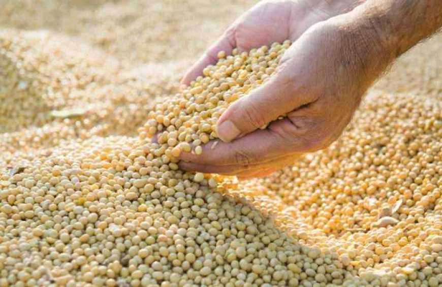 VITAGRO планує інвестувати в переробну галузь України