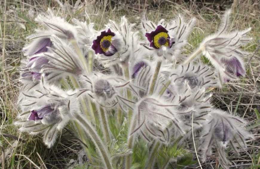 Під Вінницею знайшли ділянку степу, де росте дивовижна червонокнижна рослина