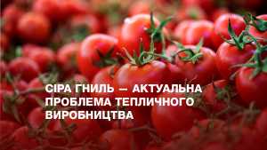 Сіра гниль &mdash; актуальна проблема тепличного виробництва