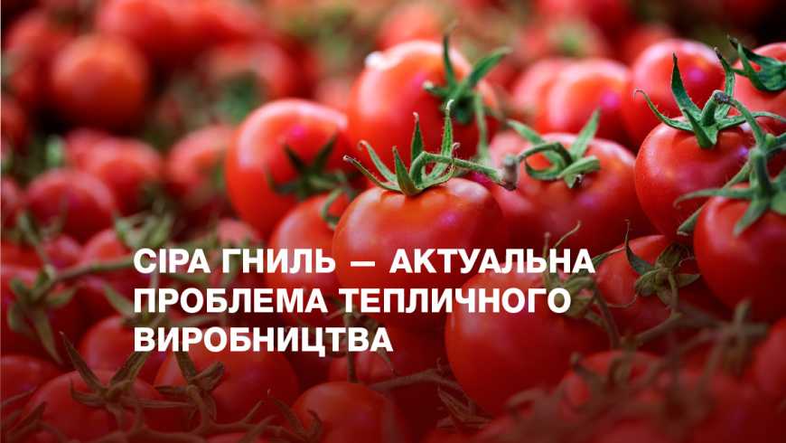 Сіра гниль &mdash; актуальна проблема тепличного виробництва