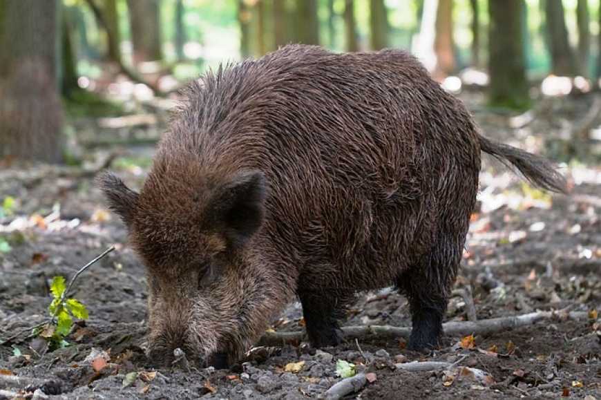 На Донеччині та Закарпатті спалахи АЧС
