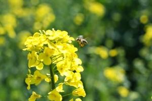 У жовтні експорт українського ріпаку збільшився у 2,5 рази