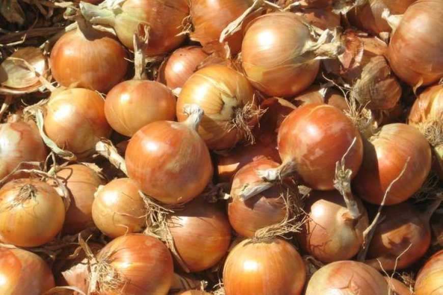 Виробникам цибулі доведеться викинути продукцію на смітник
