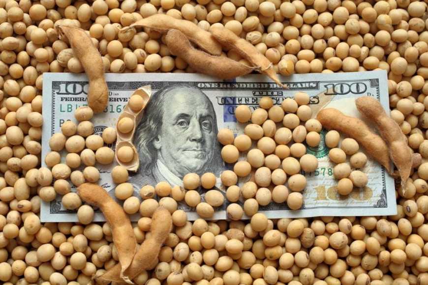 Ціни на українську сою нового врожаю у 1,5 рази перевищують торішні