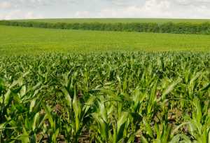 Шкідники на посівах кукурудзи і боротьба з ними