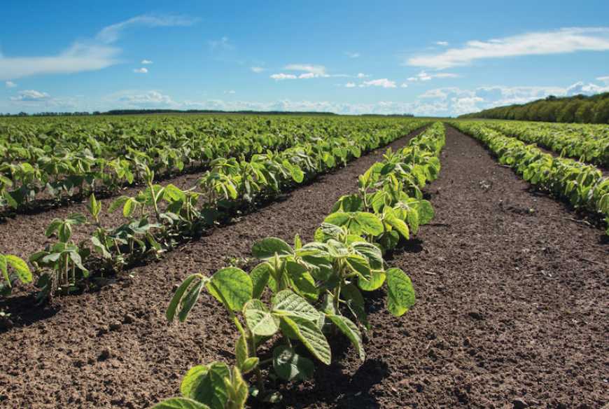 &laquo;Естафета&raquo; захисту від хвороб: обираємо препарат для тривалого фунгіцидного захисту