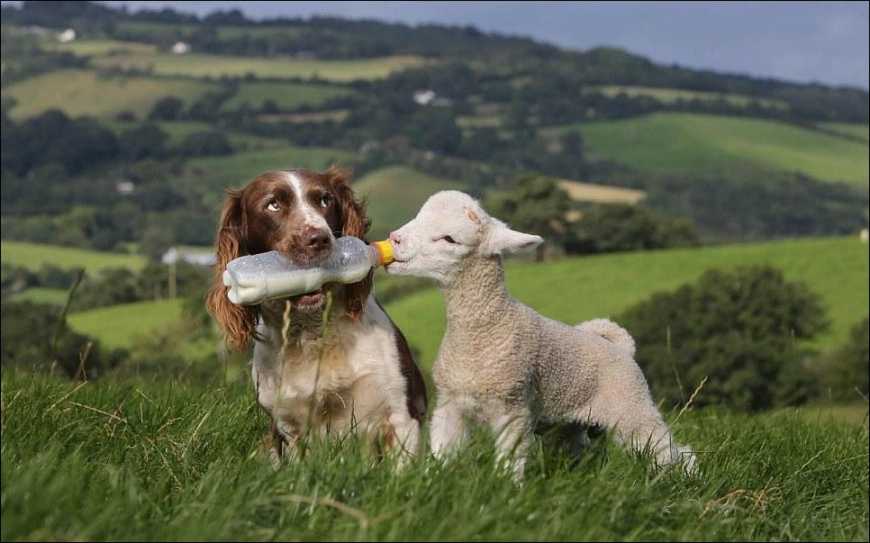 Овече молоко в Україні стало справжнім дефіцитом