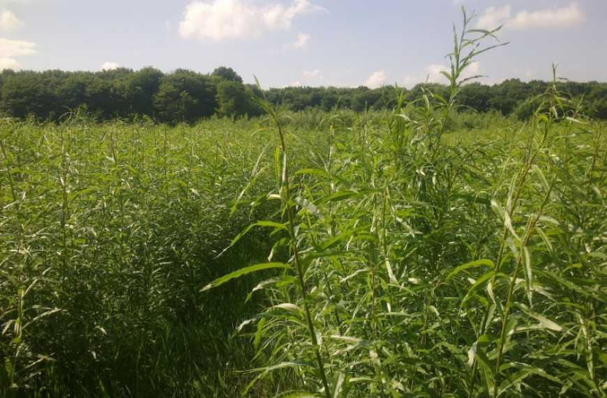 На Хмельниччині планують вирощувати енергетичну вербу