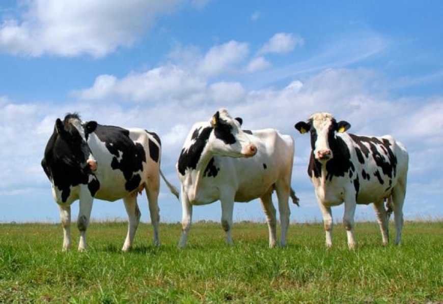 Поголів&rsquo;я великої рогатої худоби в Україні скоротилося на 4%