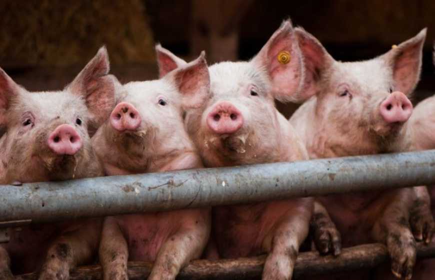 Ринок живця: ціни в Україні стабілізувалися