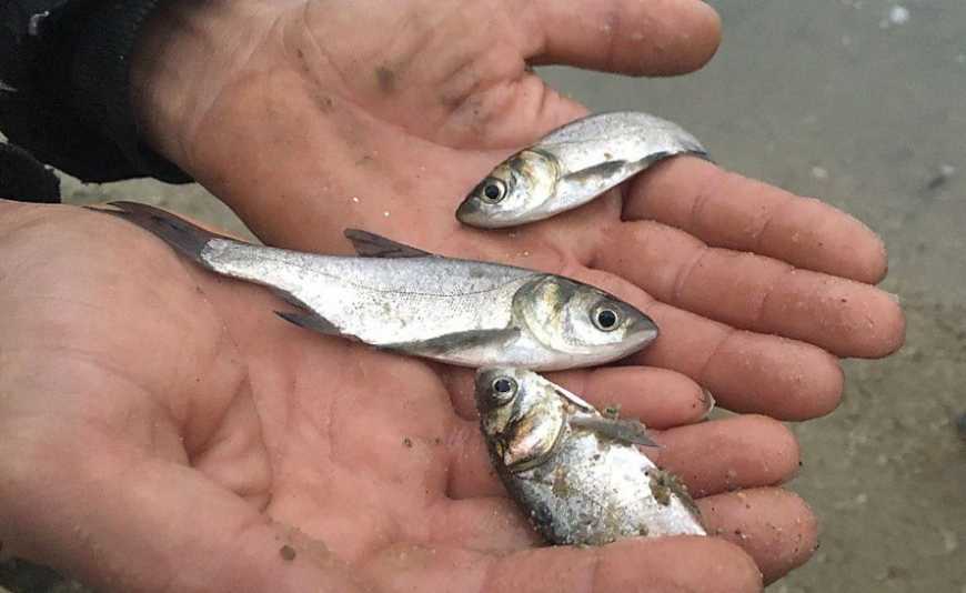 У водойми Житомирщини вселено понад 13 тонн молоді риби