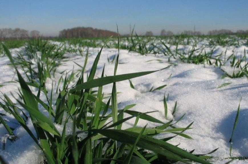 Озимі культури не злякалися морозів – метеорологи