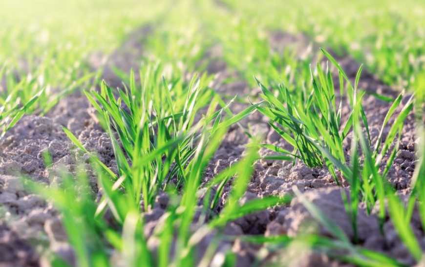 Формула ідеального гербіцидного контролю