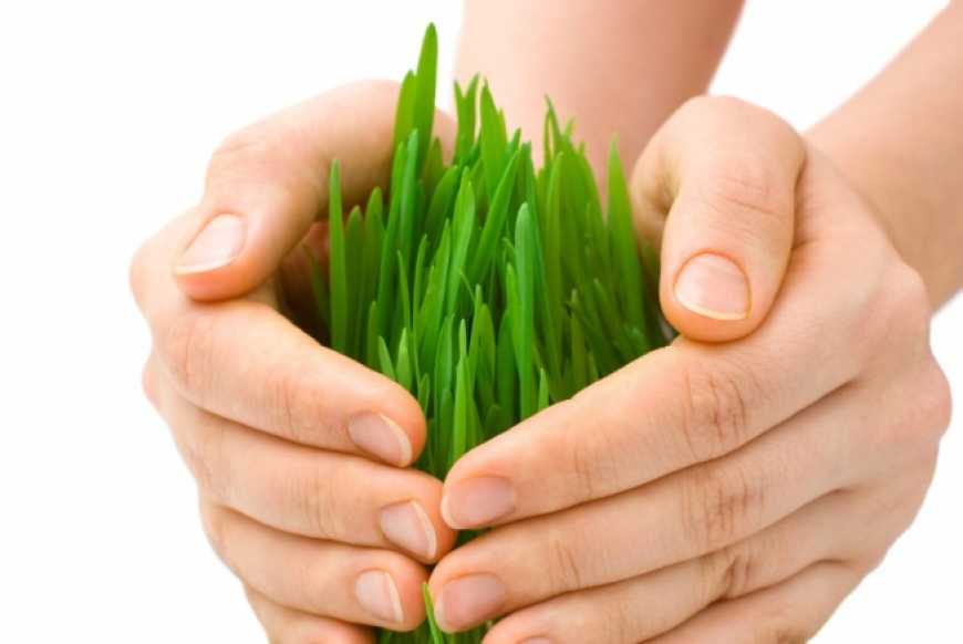 Сільськогосподарський підрозділ DOWDUPONT™ буде називатися CORTEVA AGRISCIENCE™, коли стане незалежною компанією