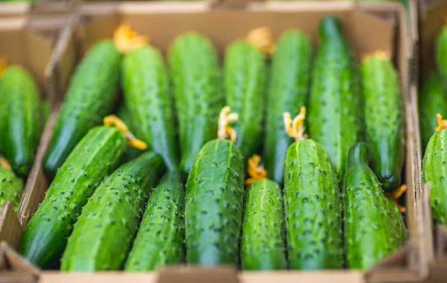 Вітчизняні тепличні огірки з’являться на ринку на початку лютого