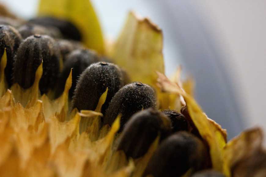 Стримування продажу насіння соняшнику може мати негативні наслідки для українських аграріїв – Укроліяпром