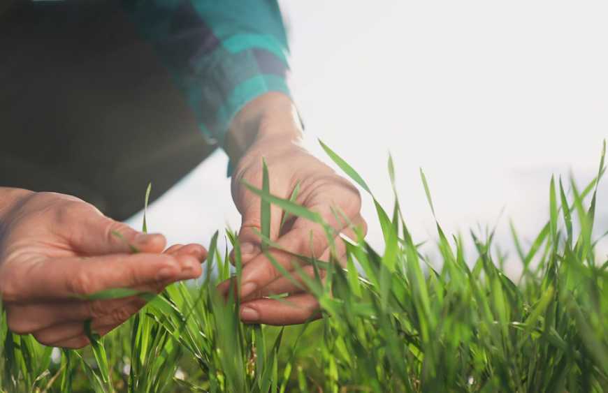 Укргідрометцентр не прогнозує значних втрат озимих