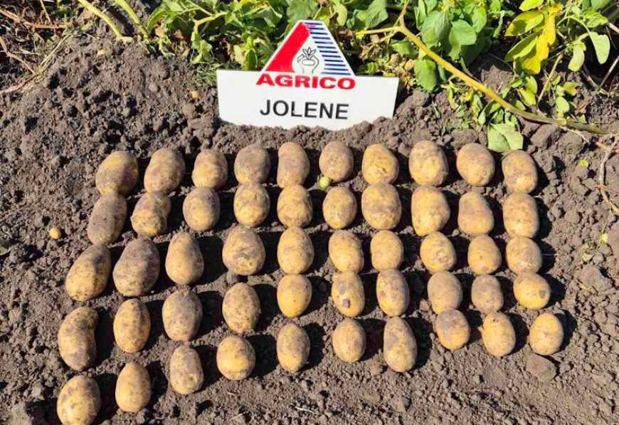 В Україні випробовують новий нідерландський сорт картоплі