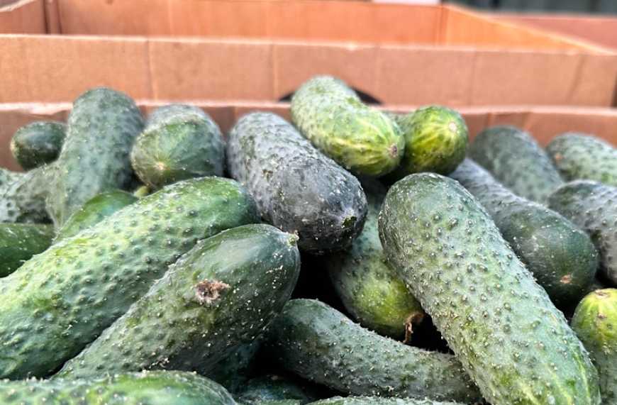 В Україні знижуються ціни на огірки