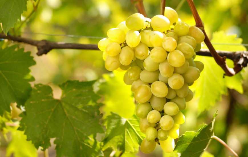 Новинка від «UKRAVIT» для захисту плодових і винограду