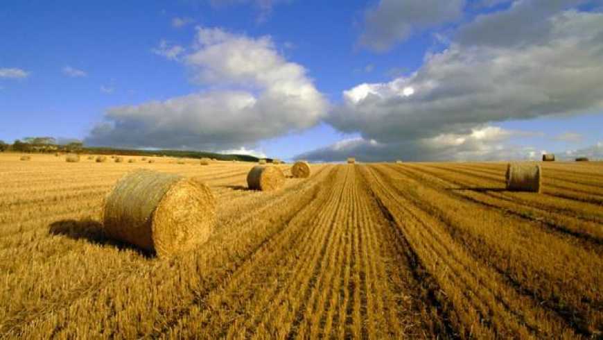 Стало відомо, скільки коштуватиме гектар землі в Україні після 1 липня
