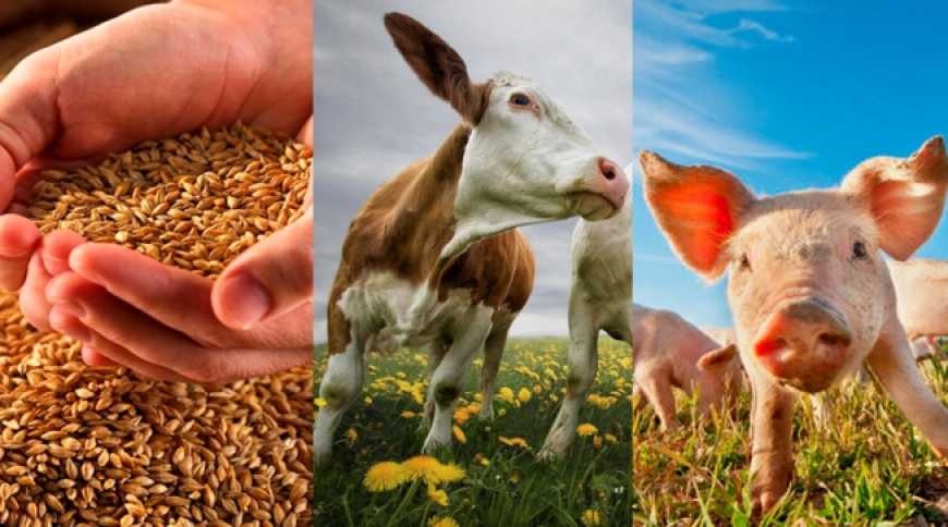 Виробництво агропродукції в Україні знизилося майже на 20%