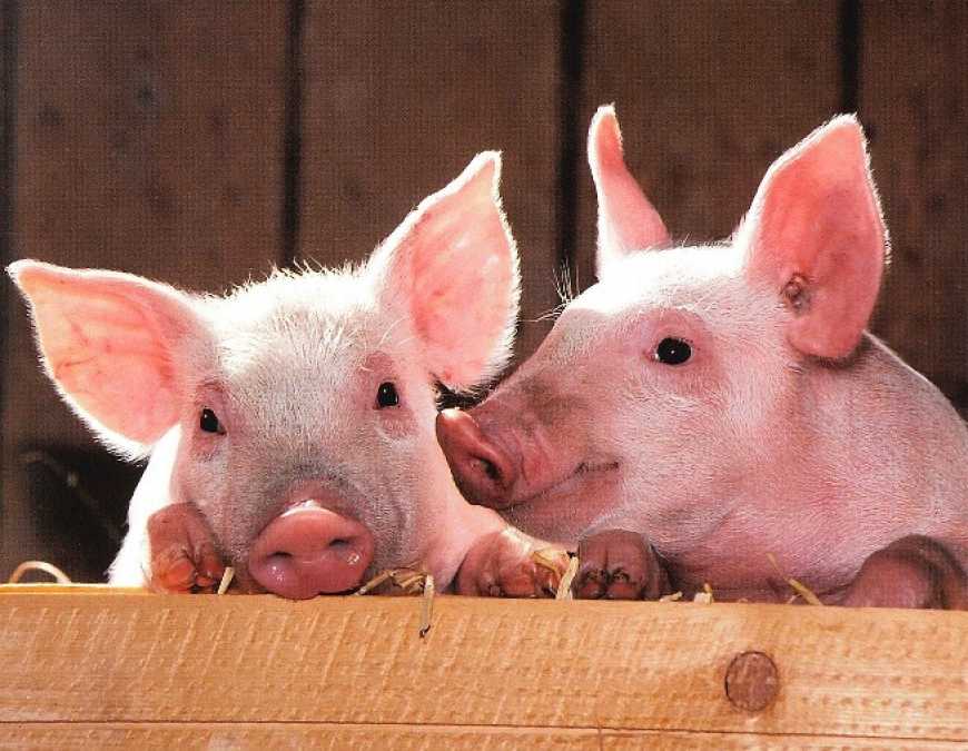 Закупівельні ціни на живця свиней почали рости – АСУ