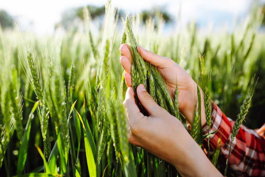 Доцільність унесення фунгіцидів на озимій пшениці після цвітіння (Т4)