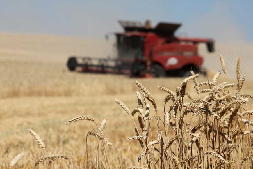 Зернова галузь: розвиток, тренди і прогнози в умовах зміни клімату