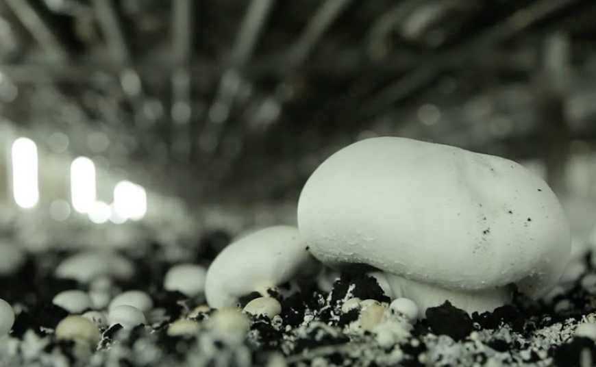 Грибну ферму та свинокомплекс побудують на Волині