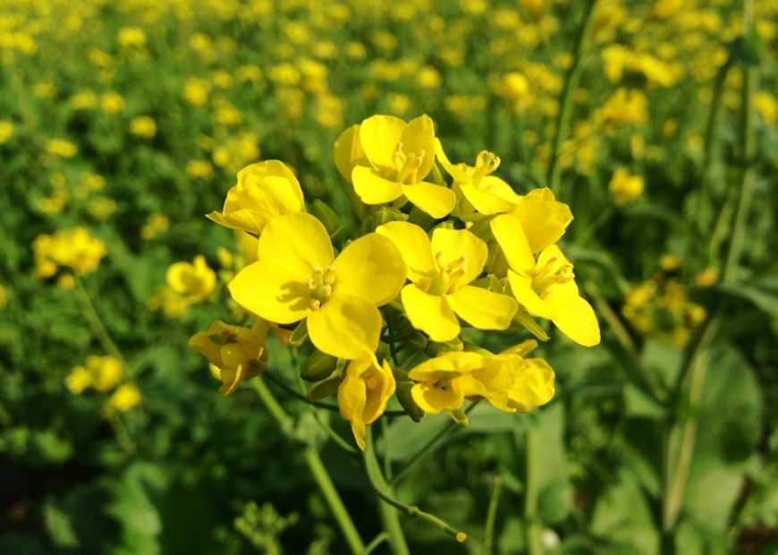 В Україні цьогоріч площі під гірчицею скоротилися майже на 50%