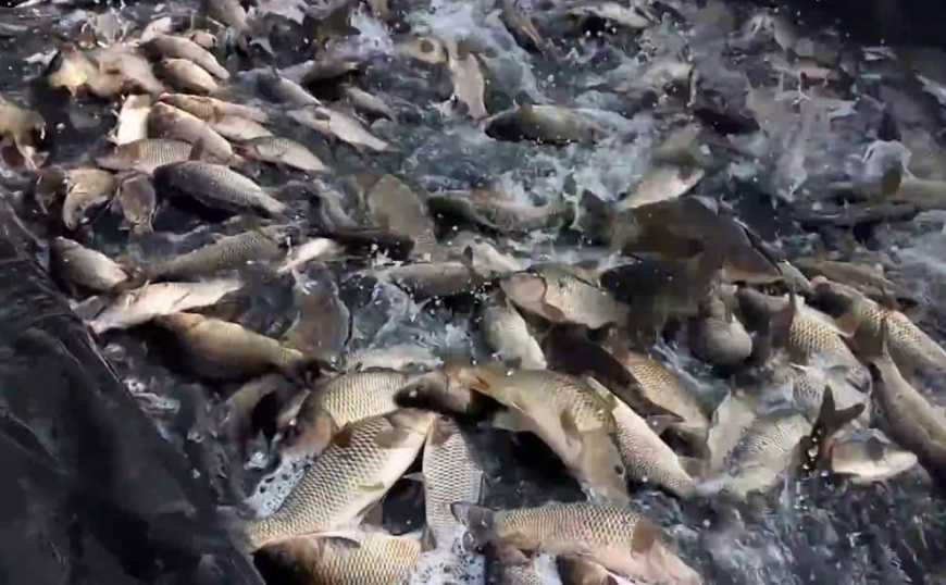 Погоджено ветеринарний сертифікат на експорт риби та рибних продуктів з України до Сербії