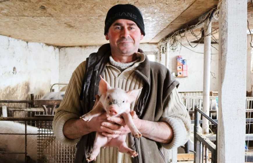 На Одещині колишній ветеринар відкрив власну ферму з розведення поросят