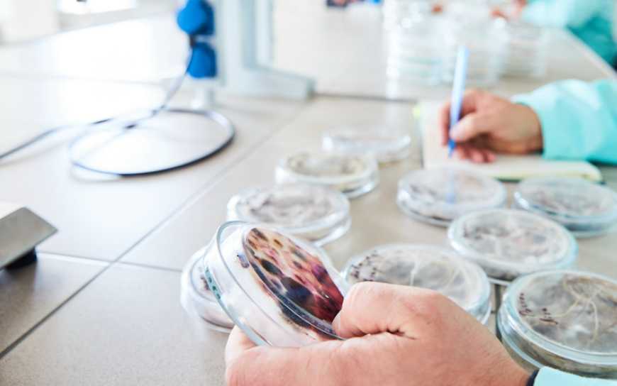 Серед хвороб насіння озимих зернових домінує альтернаріоз, &ndash; ALFA Smart Agro