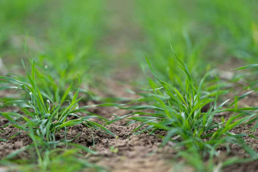 В Україні площа посівів озимих культур цьогоріч може становити понад 5 млн га